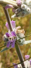 Stachys cretica