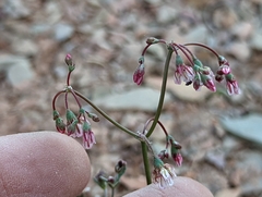 Eriogonum nutans nutans