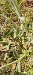 Stachys cretica