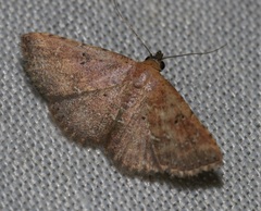 Cerynea discontenta
