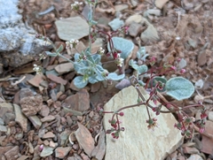 Eriogonum nutans nutans