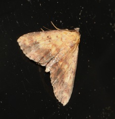 Cerynea ustula