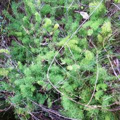 Asparagus rubicundus