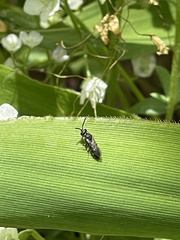 Hylaeus modestus