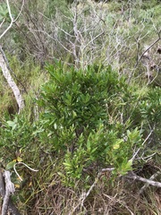 Maytenus oleoides