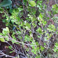 Searsia lucida lucida