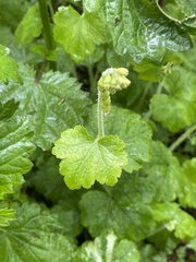 Tellima grandiflora