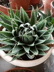 Aristaloe