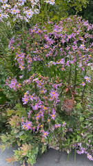 Senecio glastifolius