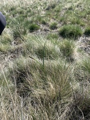 Calochortus nuttallii