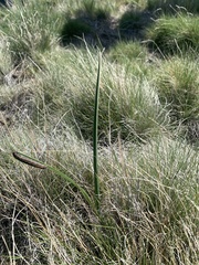 Calochortus nuttallii