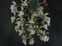 Epidendrum