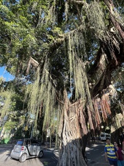 Rhipsalis lindbergiana