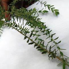 Thymelaeaceae