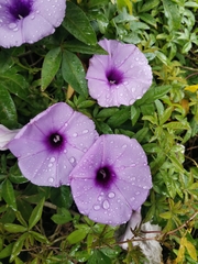 Ipomoea cairica image