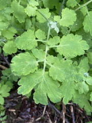 Chelidonium majus