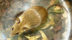 Mus minutoides minutoides