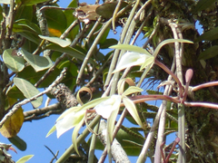 Brassavola