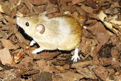 Mus minutoides minutoides