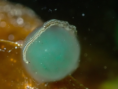 Phyllodoce laminosa