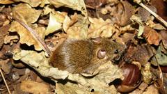 Acomys subspinosus
