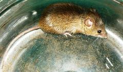 Acomys subspinosus
