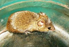 Acomys subspinosus
