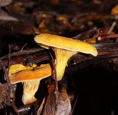 Austropaxillus
