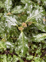 Ilex aquifolium