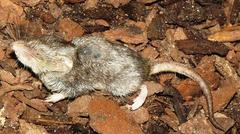 Myosorex varius