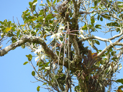 Brassavola