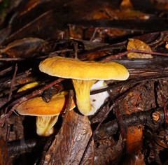 Austropaxillus