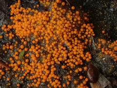 Byssonectria terrestris