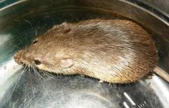 Acomys subspinosus