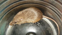 Acomys subspinosus