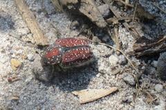 Trichostetha capensis