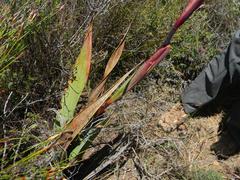 Watsonia vanderspuyae