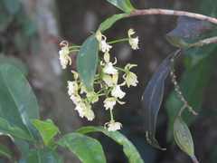 Epidendrum