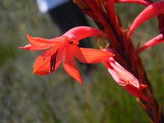 Watsonia vanderspuyae