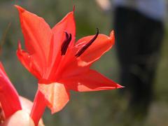Watsonia vanderspuyae