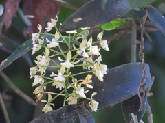 Epidendrum