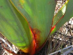 Watsonia vanderspuyae