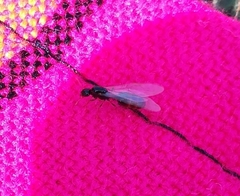 Solenopsis punctaticeps