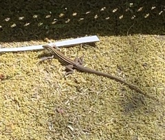 Aspidoscelis sonorae