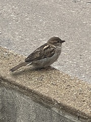 Passer domesticus