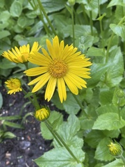 Doronicum pardalianches
