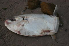 Ranzania laevis