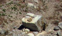 Pelecanus onocrotalus