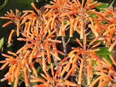 Aloe × schimperi