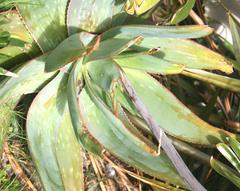 Aloe × schimperi